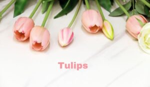 tulips