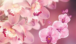 Orchids